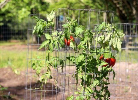 Как подвязать помидоры: пошаговая инструкция для теплицы и открытого грунта (100 фото)